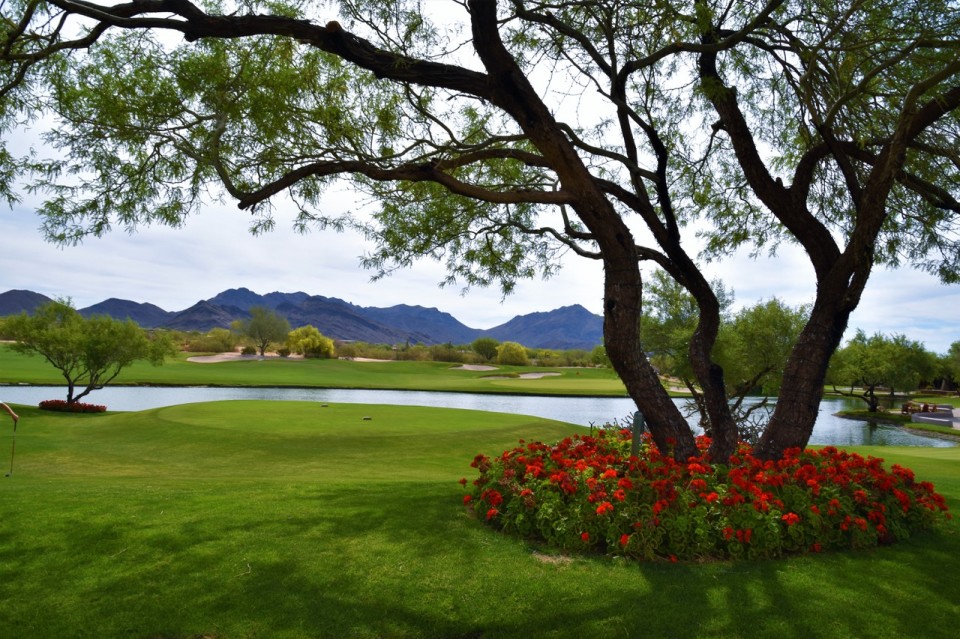 A Tree with flowers at Grayhawk | Christy Mooney Properties