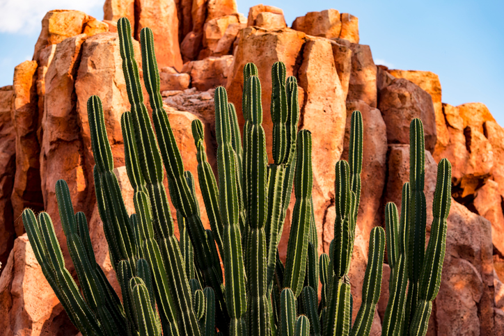 cactuses in Arizona USA